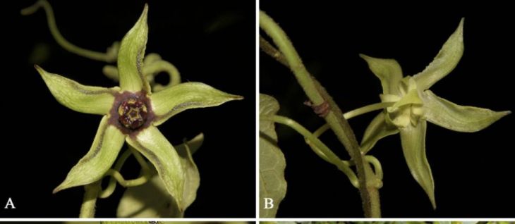 Descubren nueva especie de gonolobus en Yucatán